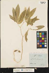 Image of Cardamine heptaphylla