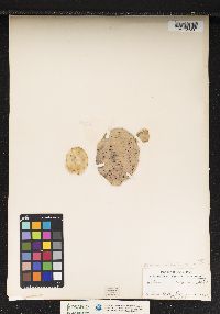 Image of Opuntia ficus-indica