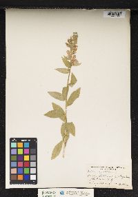 Lobelia syphilitica image