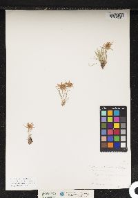 Image of Phyteuma globulariifolium