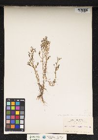 Image of Porterella carnosula
