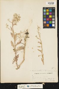 Rorippa palustris var. hispida image