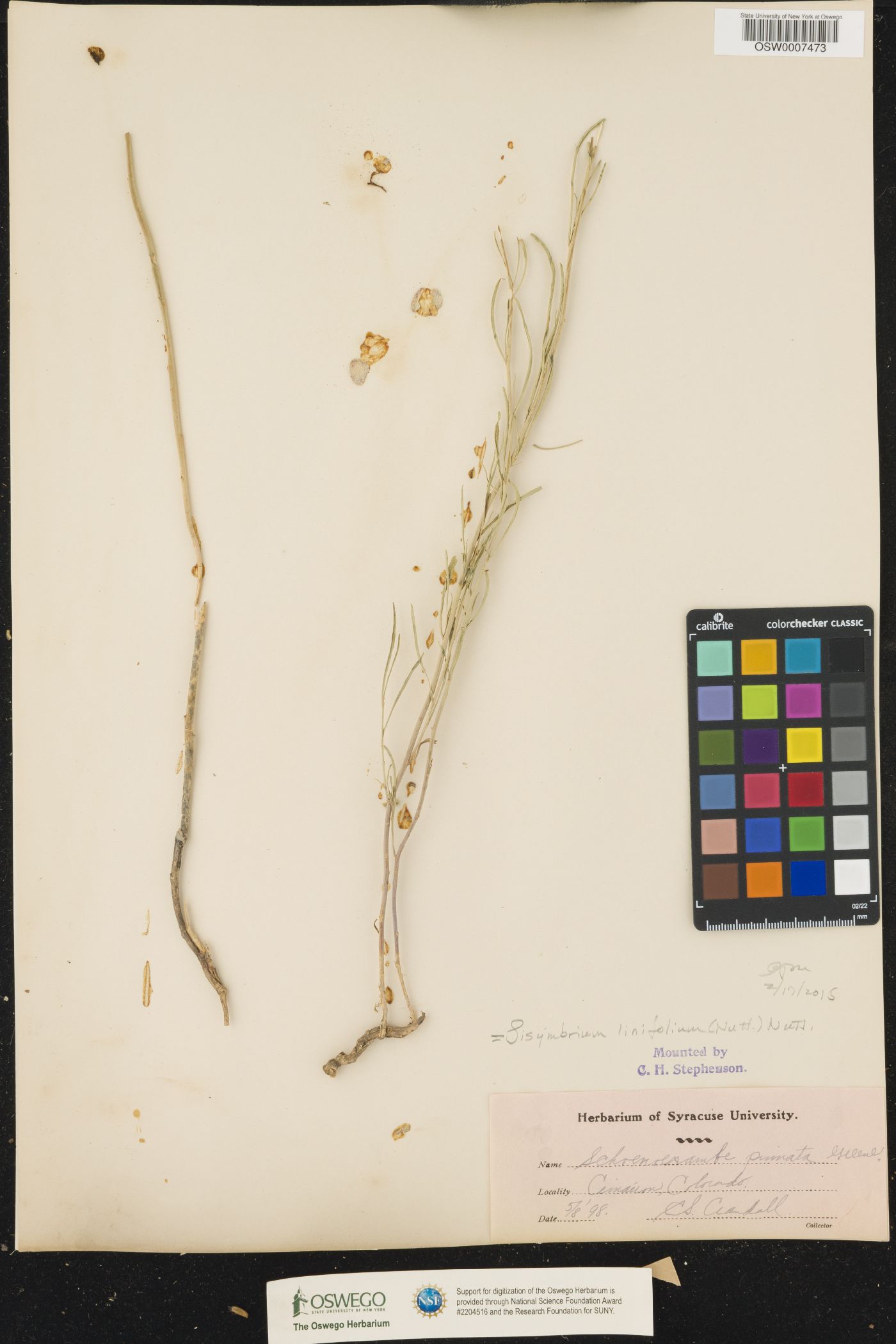Schoenocrambe linifolia image