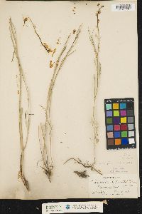 Schoenocrambe linifolia image