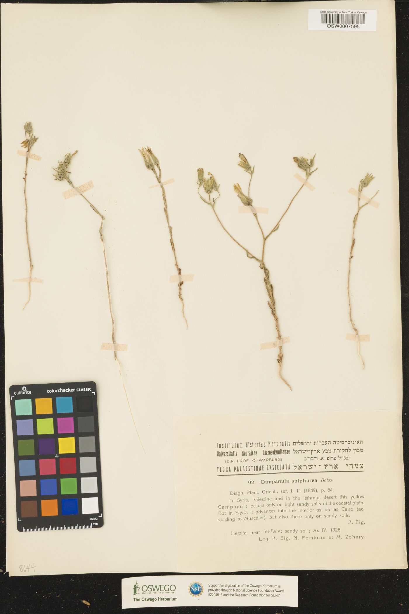 Campanula sulphurea image