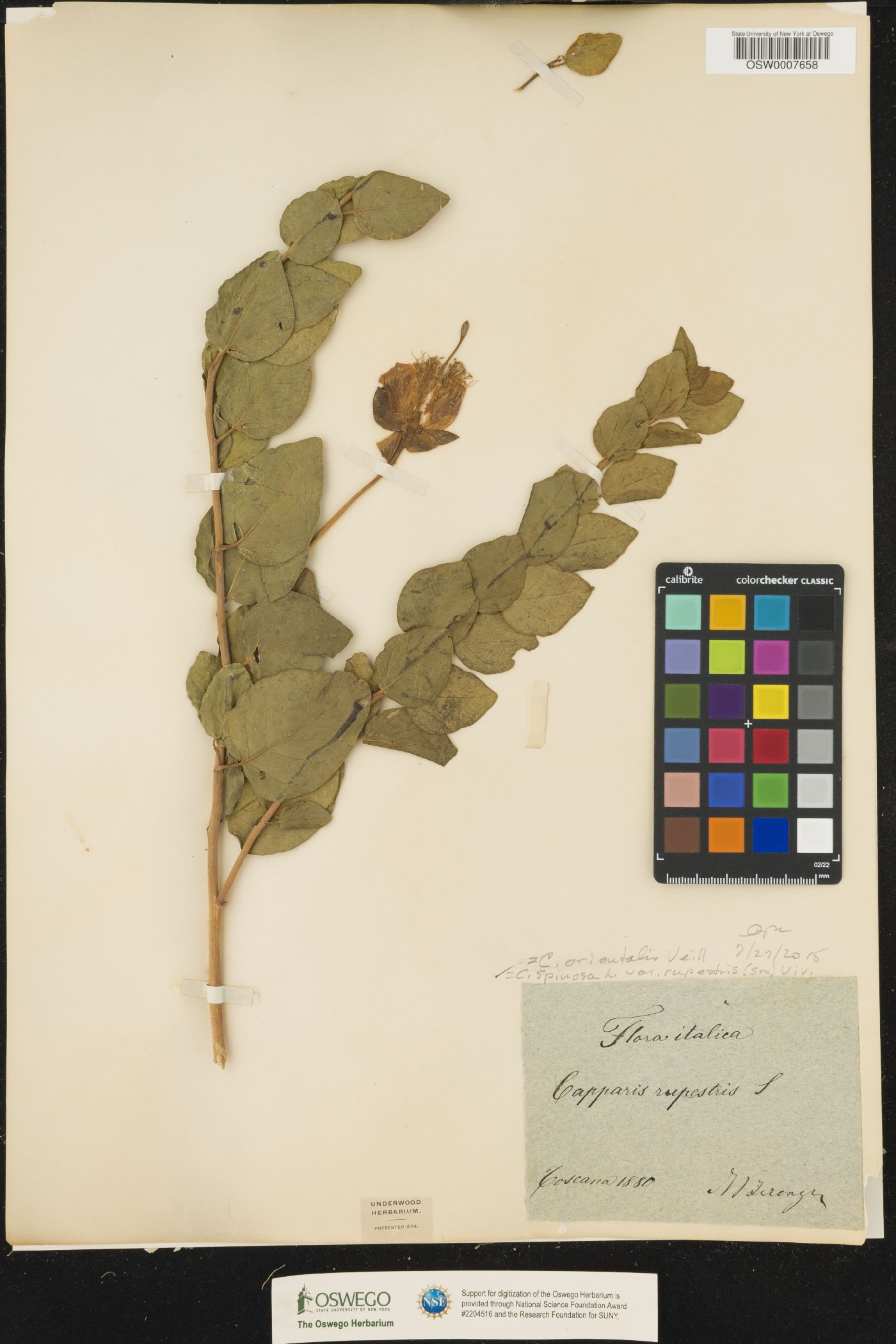 Capparis spinosa subsp. rupestris image