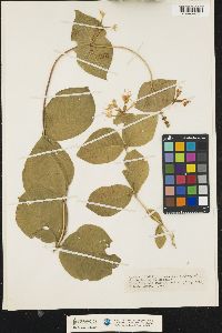 Lonicera hirsuta image