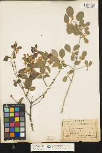 Lonicera xylosteum image