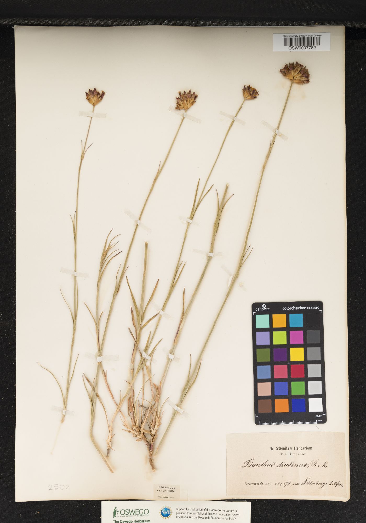 Dianthus polymorphus image