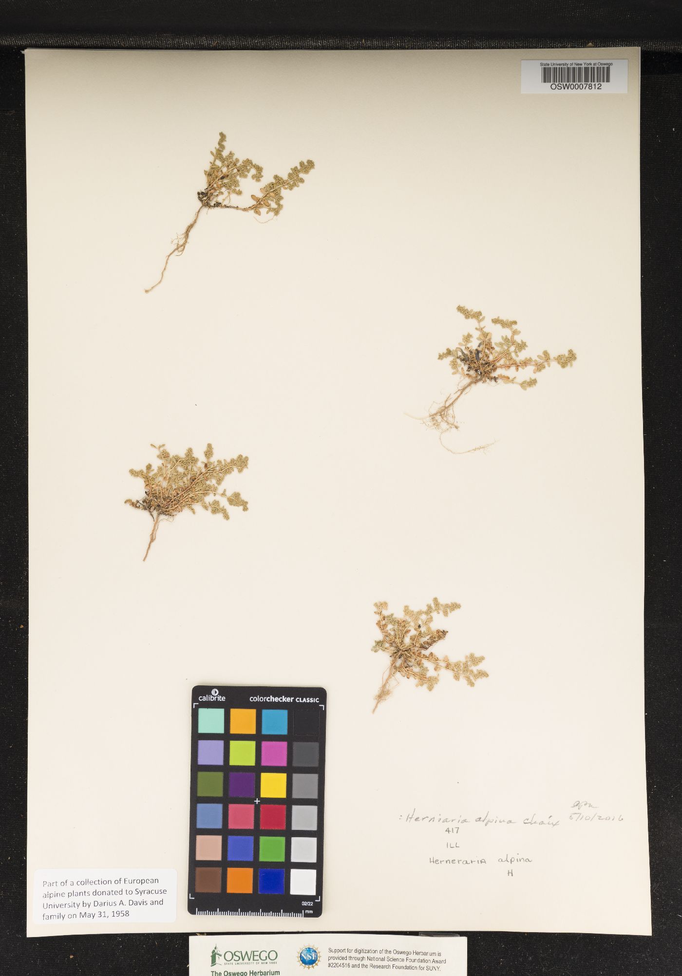Herniaria alpina image