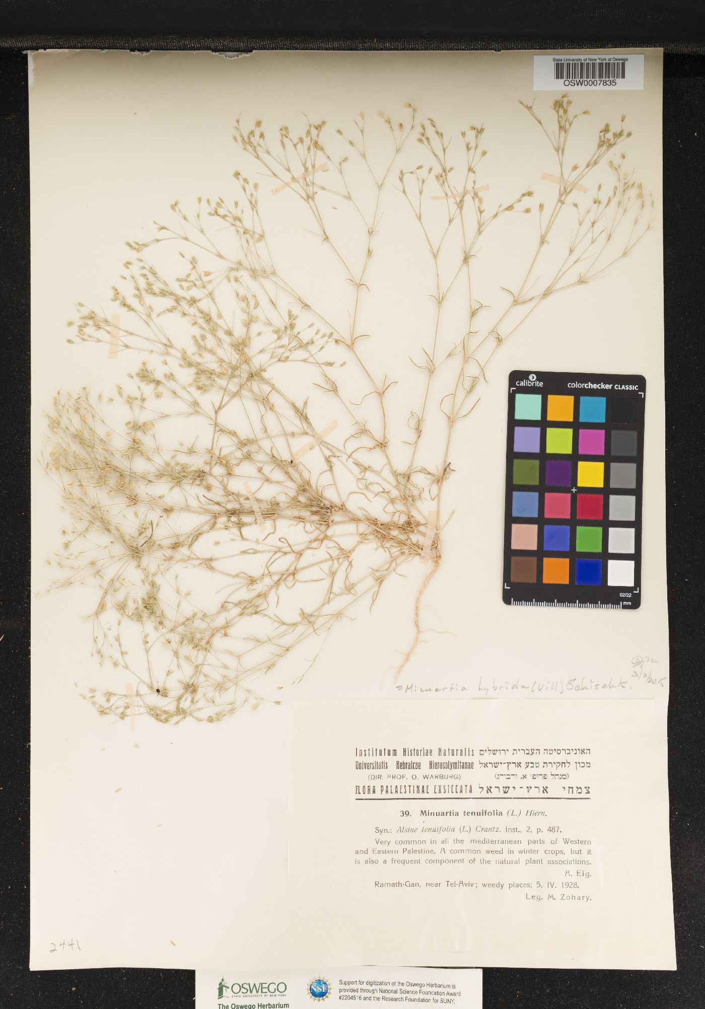 Sabulina tenuifolia image