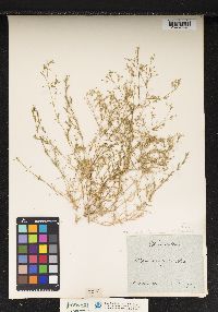 Sabulina tenuifolia subsp. hybrida image