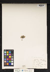 Image of Arenaria rubella