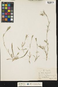 Dianthus armeria image