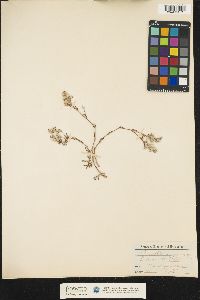 Image of Paronychia argyrocoma