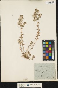 Image of Paronychia argentea