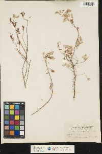 Image of Paronychia canariensis