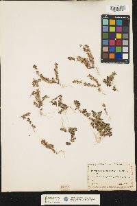 Image of Paronychia echinulata