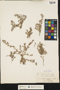 Image of Paronychia americana