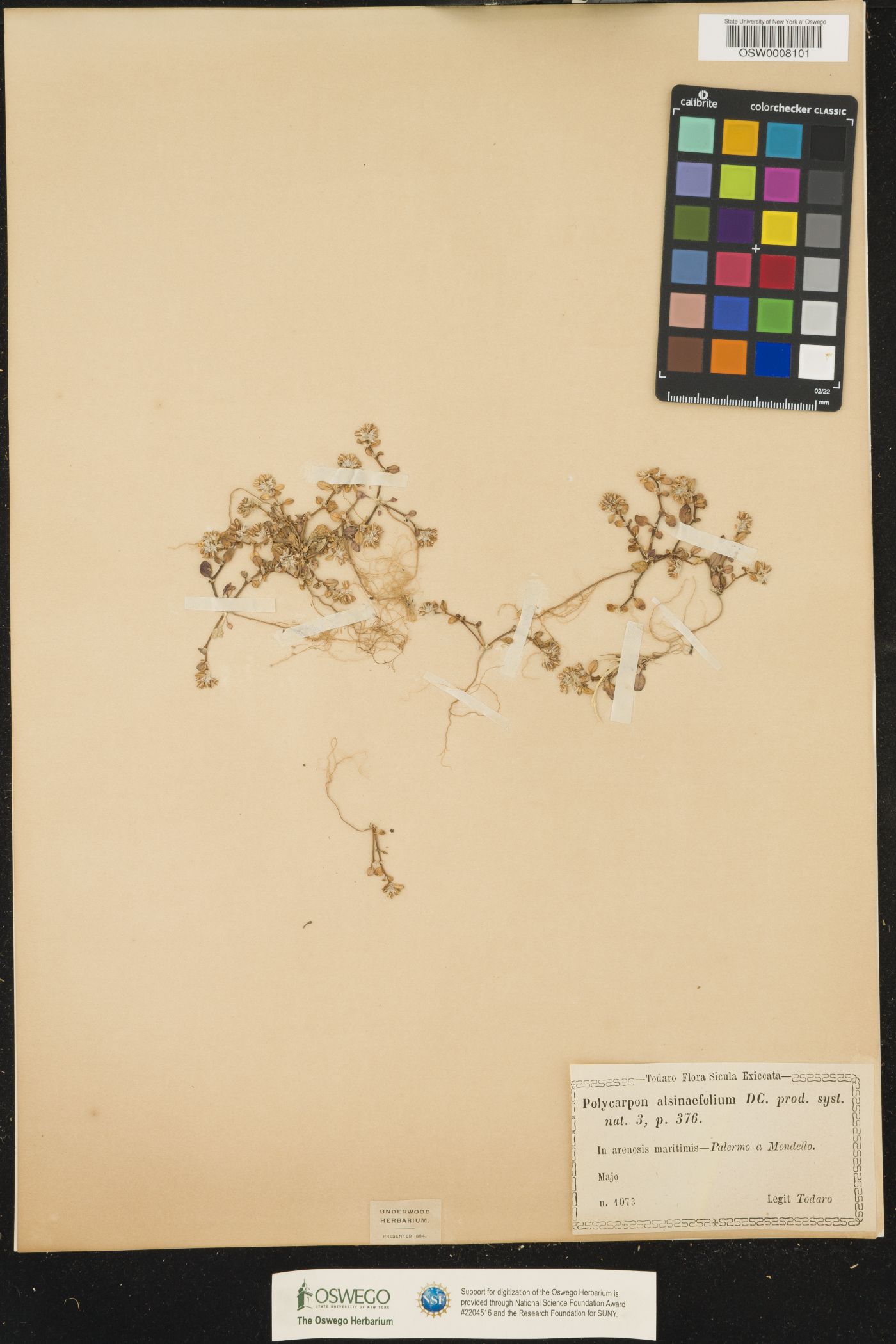 Polycarpon tetraphyllum ssp. alsinifolium image