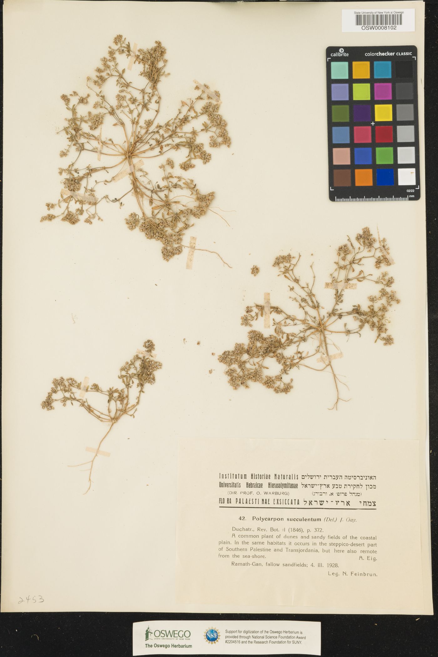 Polycarpon succulentum image