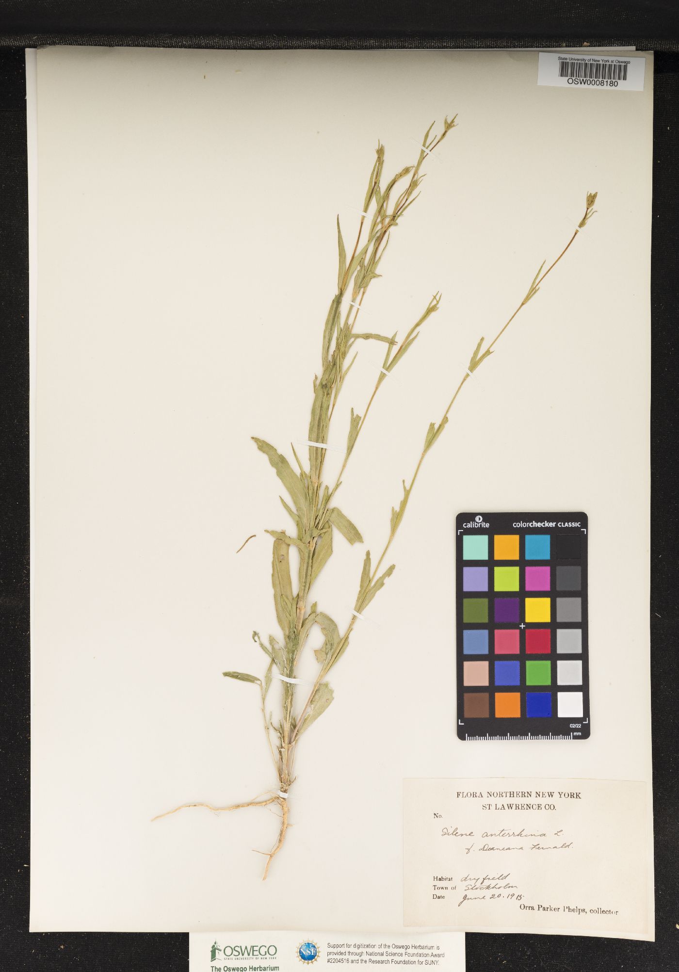 Silene uralensis ssp. attenuata image