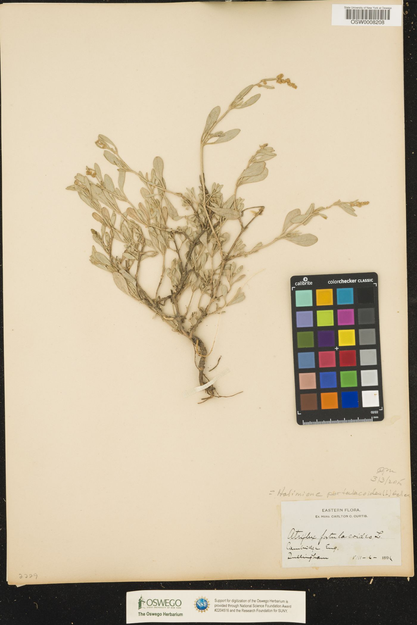 Chenopodioideae image