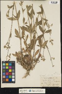 Silene latifolia image