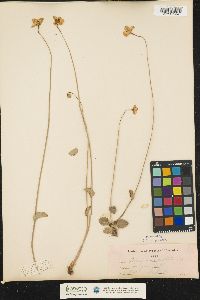 Image of Parnassia caroliniana