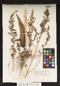 Chenopodium paganum image