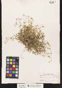 Image of Helianthemum oelandicum