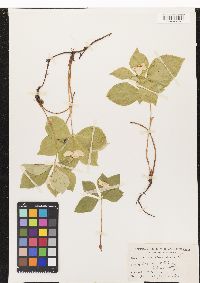 Cornus canadensis image