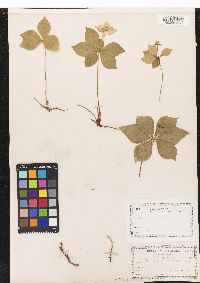 Cornus canadensis image