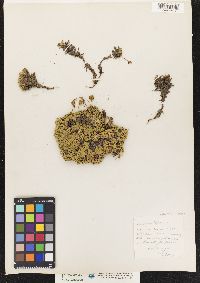 Diapensia lapponica image