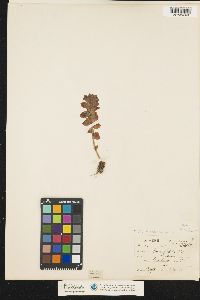 Image of Rhodiola rosea