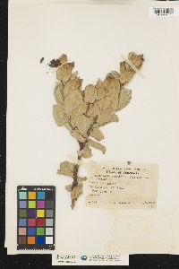 Image of Cavendishia bracteata
