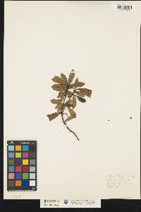 Chimaphila umbellata image