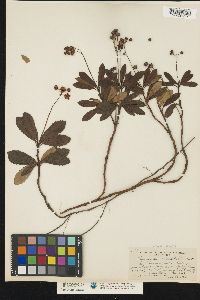 Chimaphila umbellata image