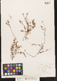 Vaccinium oxycoccos image