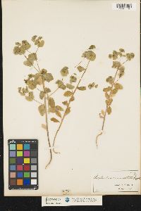 Image of Euphorbia commutata