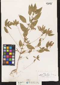 Image of Acalypha ostryifolia