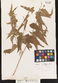 Image of Acalypha petiolaris