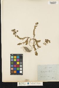 Image of Euphorbia apios