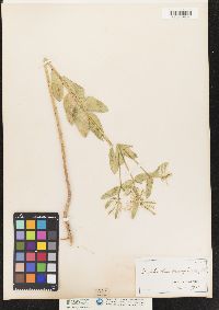 Image of Euphorbia marginata
