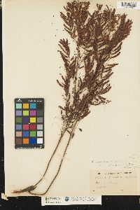 Image of Acacia angustissima