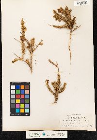 Image of Adenocarpus foliolosus