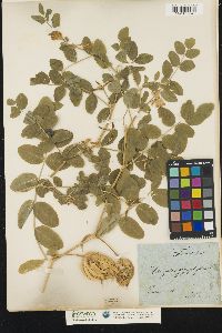 Astragalus glycyphyllos image