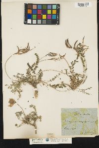 Astragalus monspessulanus image