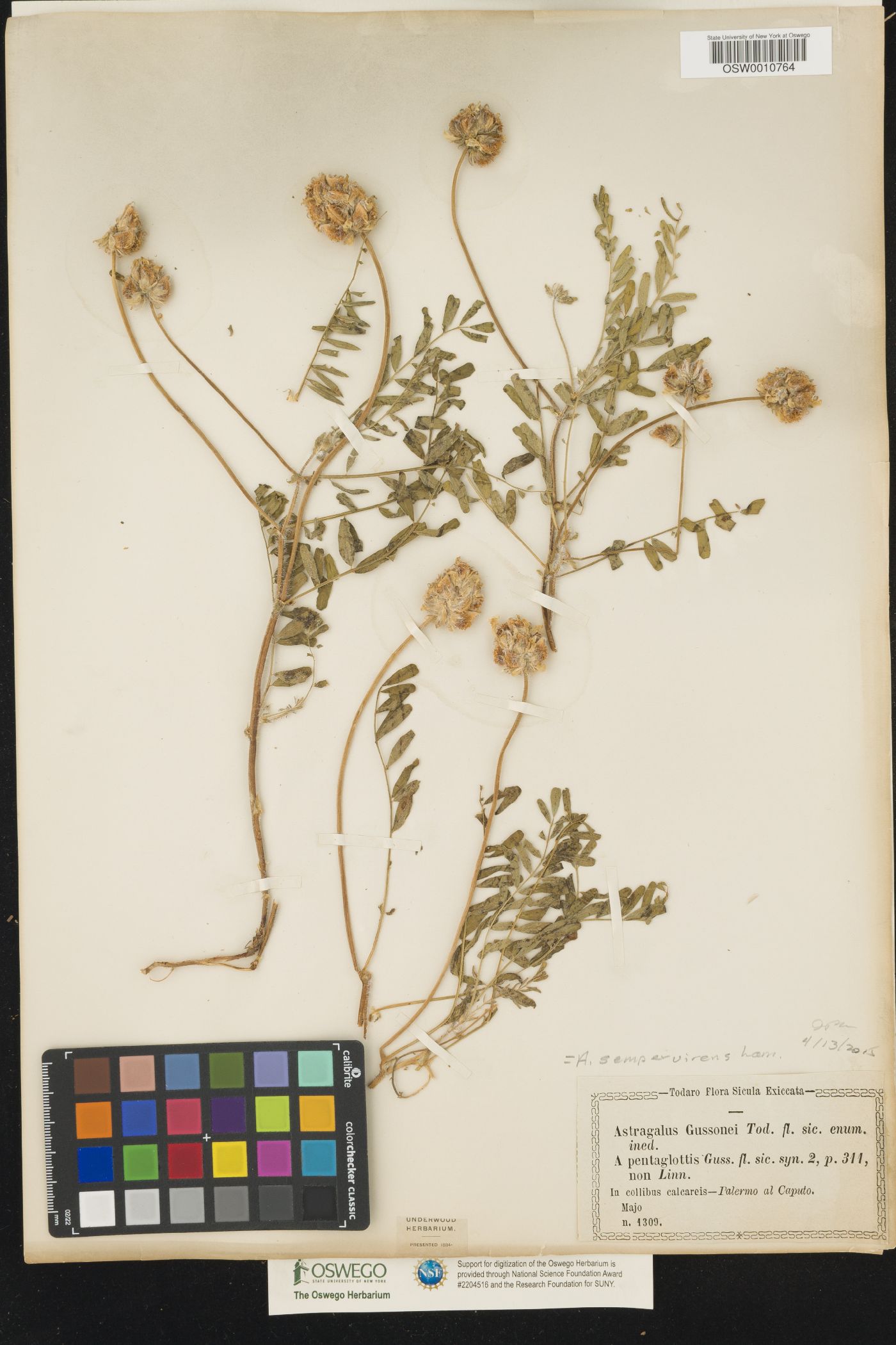 Astragalus sempervirens image