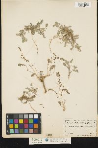 Astragalus sesameus image